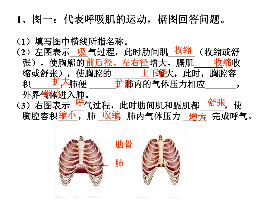 肺泡与血液的气体交换课件.ppt_第3页