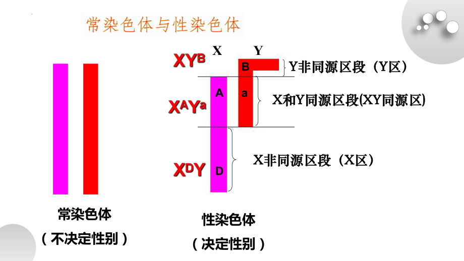 2－3伴性遗传ppt课件-2022新人教版（2019）《高中生物》必修第二册.pptx_第1页