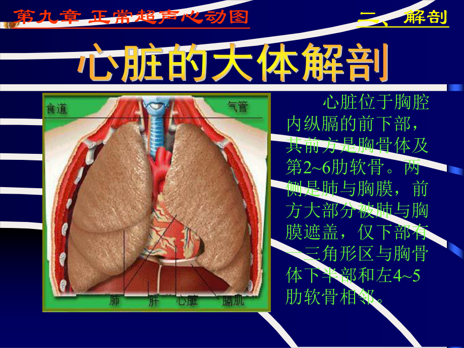 超声诊断学正常超声心动图课件.pptx_第2页