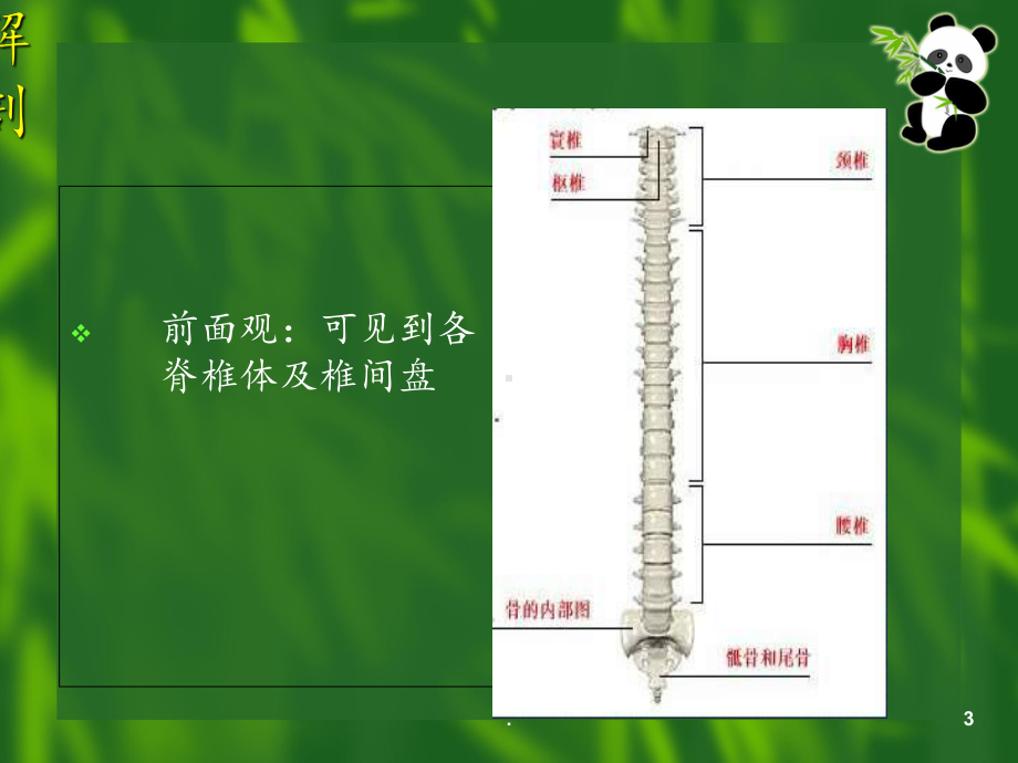 脊柱护理查房课件.ppt_第3页