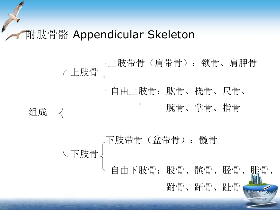 肘关节解剖结构实用版课件.ppt_第3页