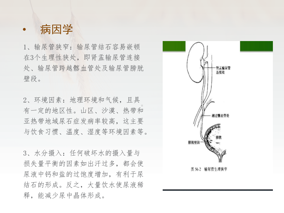 输尿管结石的护理课件.pptx_第3页