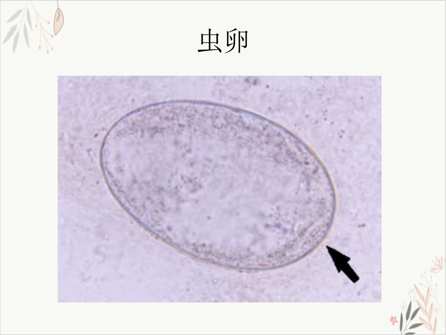 皮肤性病学动物性皮肤病PPT课件.pptx_第2页