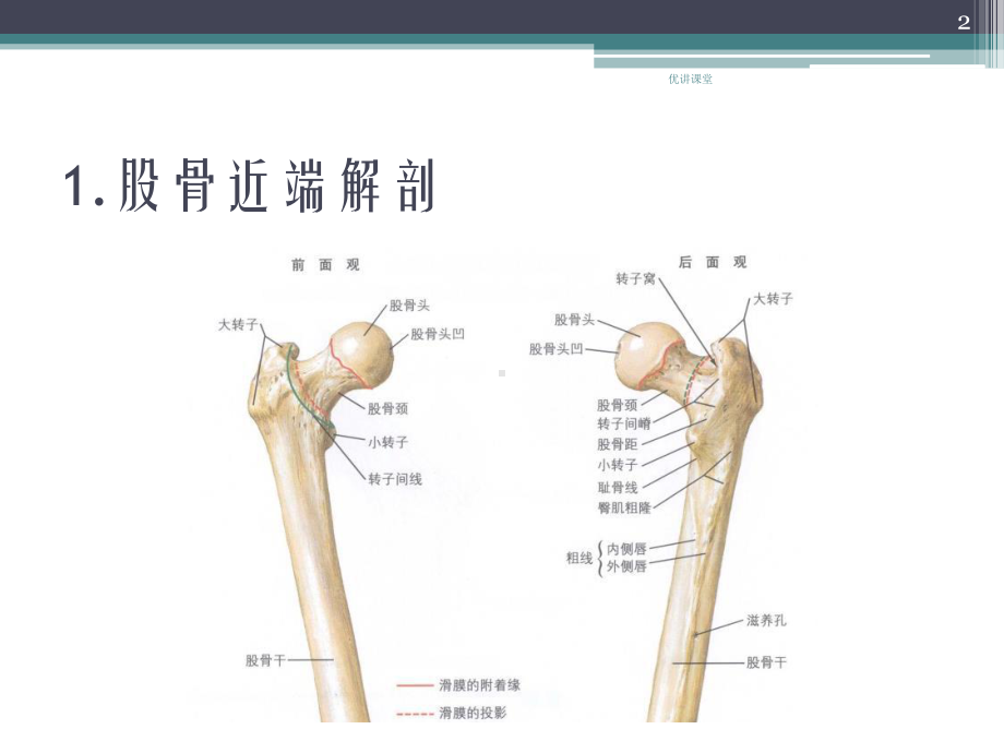 骨骼概述及骨科常见疾病(沐风教学)课件.pptx_第2页