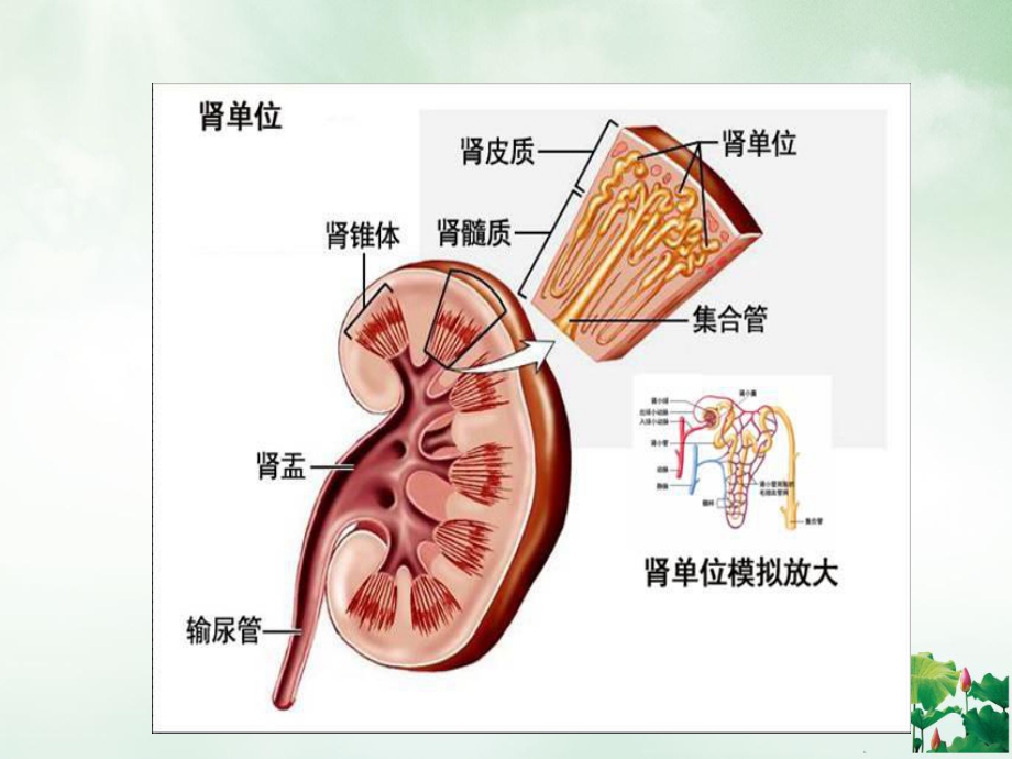 肾挫伤病人的护理查房讲课课件.ppt_第3页