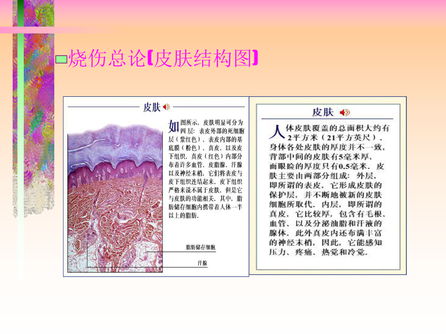 烧伤整形外科大量讲解完整版课件.pptx_第3页