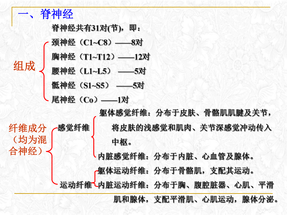 神经系统周围神经传导路课件.pptx_第1页