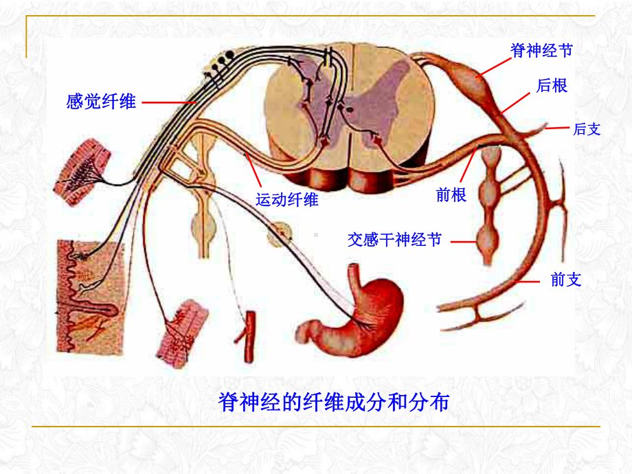 神经系统周围神经传导路课件.pptx_第2页