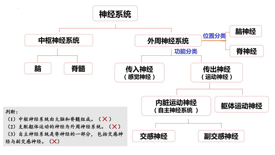 2-1 神经调节的结构基础ppt课件-2022新人教版（2019）《高中生物》选择性必修第一册.pptx_第2页