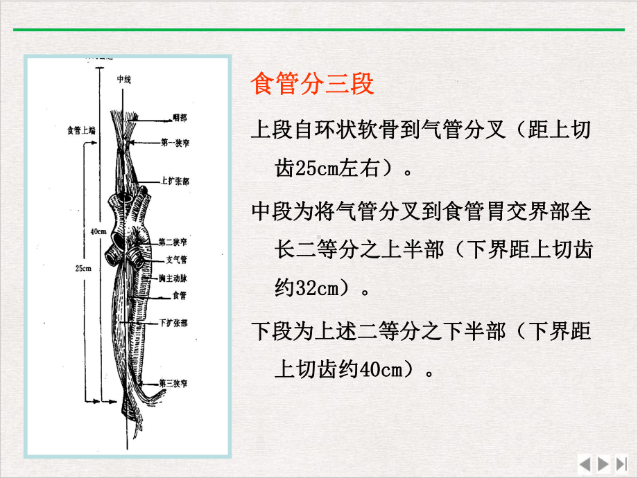 食管癌术前术后护理课件.pptx_第1页