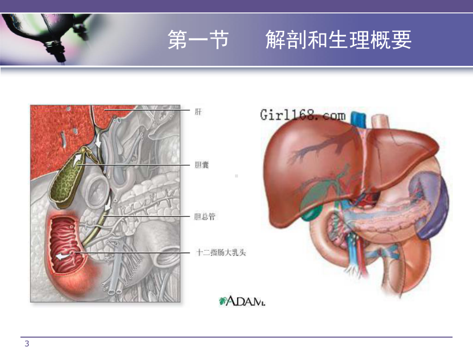 胆道疾病病人的护理PPT课件.ppt_第3页