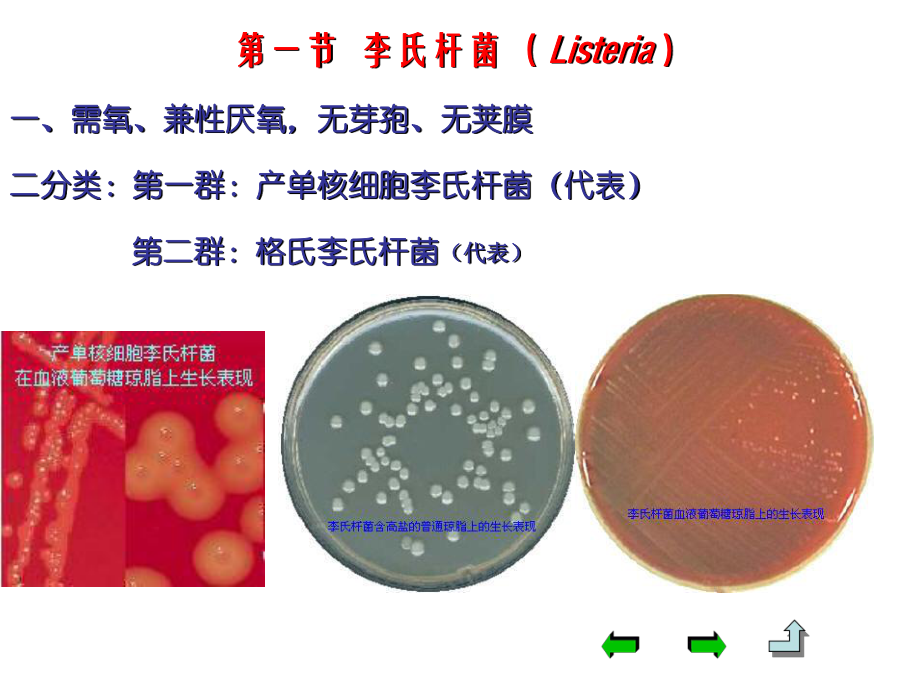 第13章-革兰阳性无芽孢杆菌课件.ppt_第3页