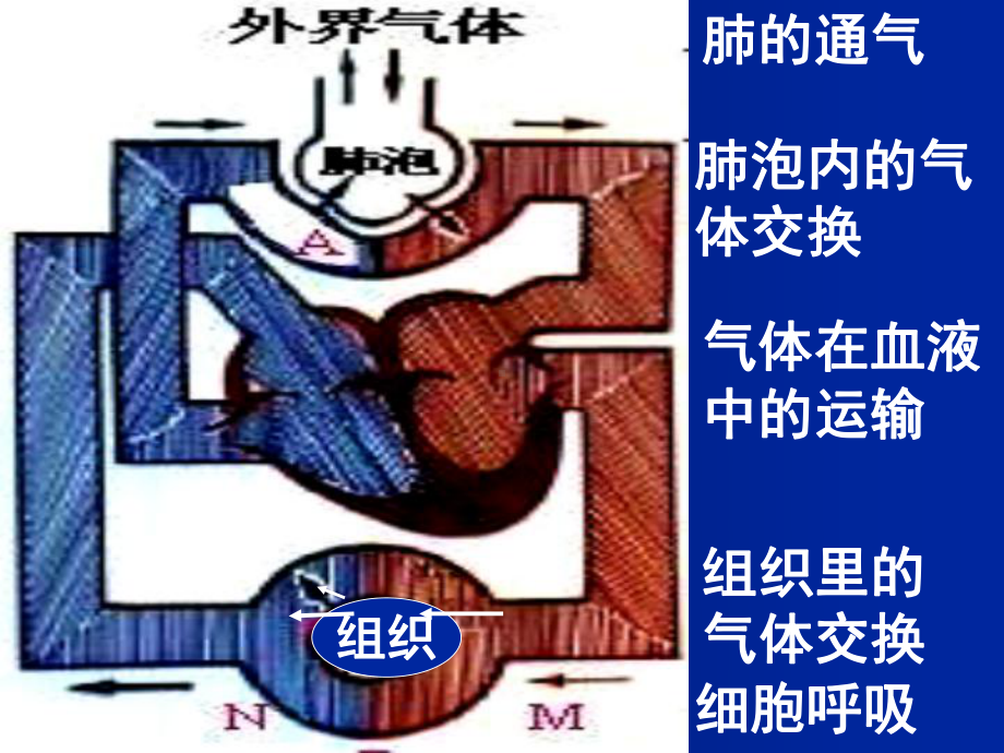 细胞质基质丙酮酸彻底分解线粒体课件.ppt_第2页