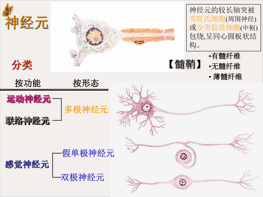 神经解剖之总论脊髓PPT课件.pptx_第1页