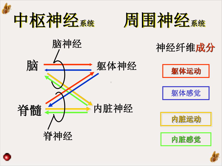 神经解剖之总论脊髓PPT课件.pptx_第2页