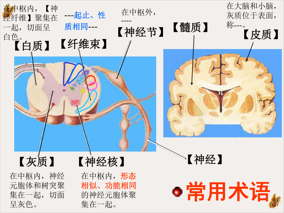 神经解剖之总论脊髓PPT课件.pptx_第3页