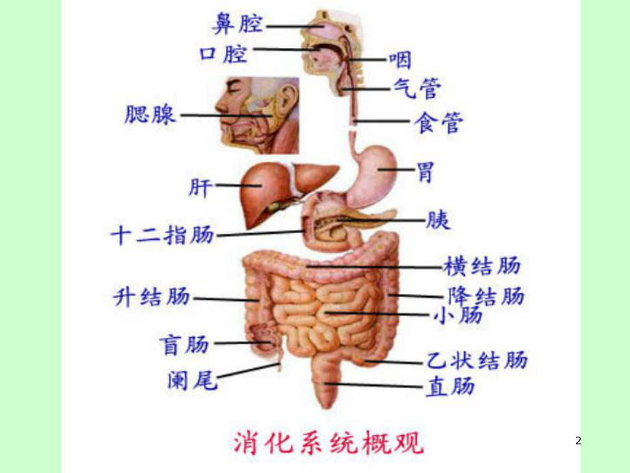 消化系统造影检查课件.ppt_第2页