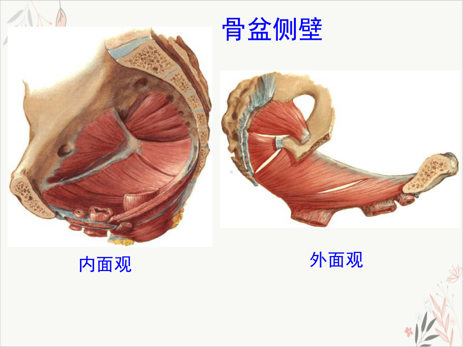 盆部会阴解剖与临床课件.pptx_第3页