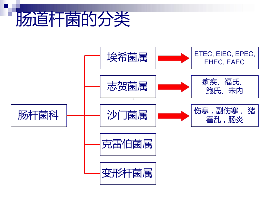 试验5肠道杆菌课件.ppt_第3页