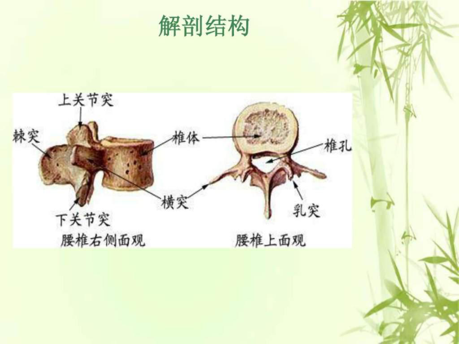 腰椎压缩性骨折护理查房1课件.ppt_第3页