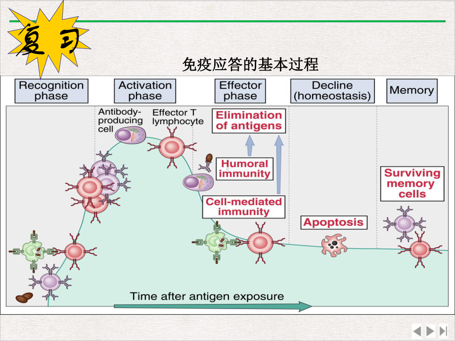 适应性免疫应答的特点新版课件.ppt_第3页