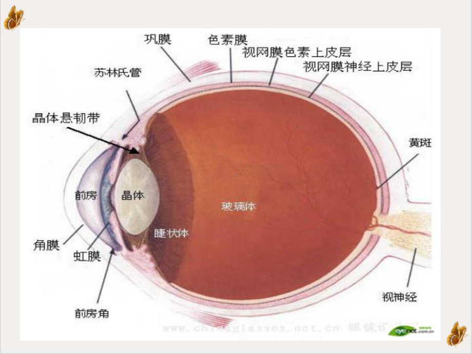 视力康复中心的护理工作课件.ppt_第3页