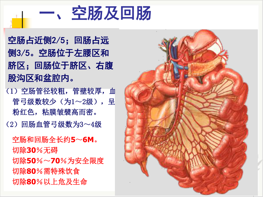 结肠下区腹后隙课件整理.pptx_第1页