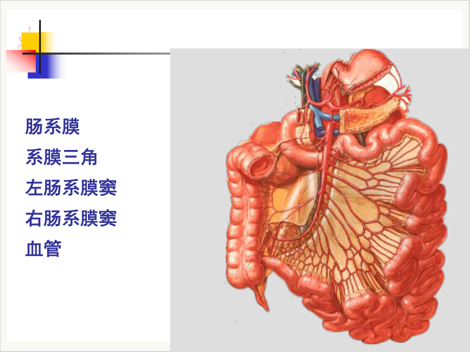 结肠下区腹后隙课件整理.pptx_第2页