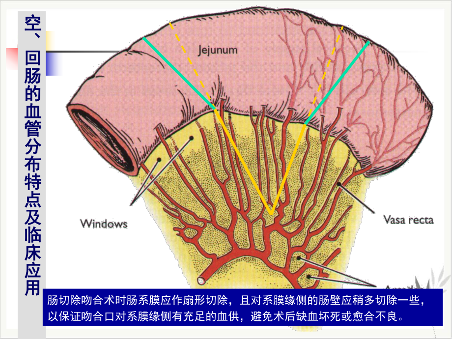 结肠下区腹后隙课件整理.pptx_第3页