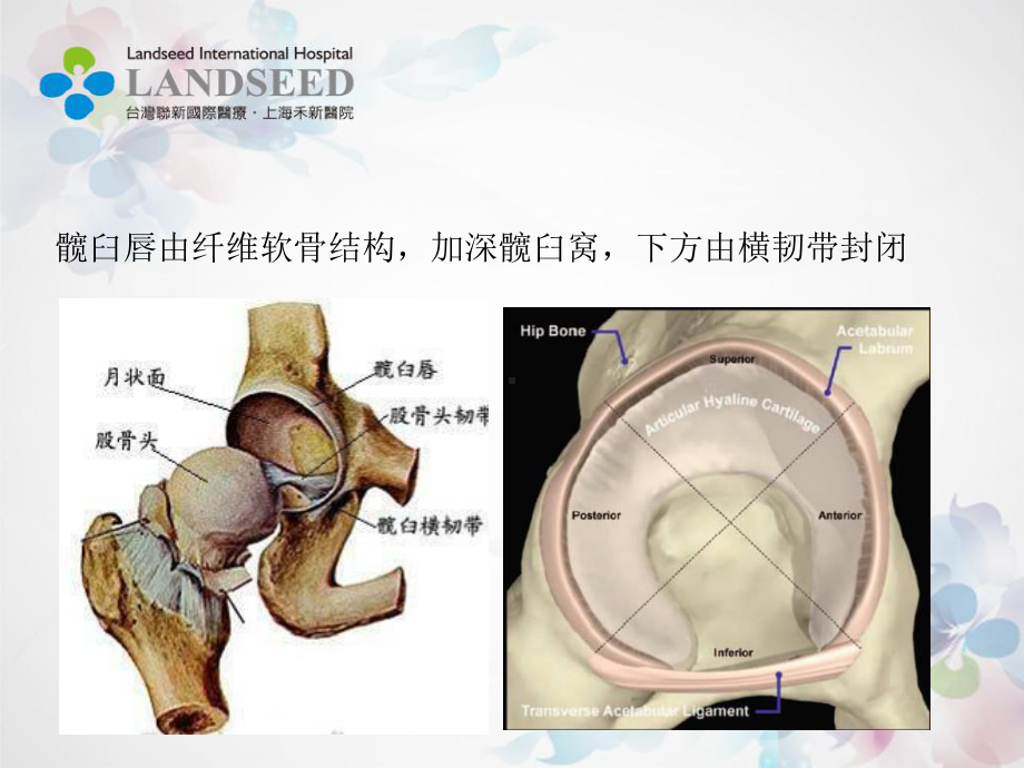 髋关节撞击综合征诊疗课件.pptx_第3页