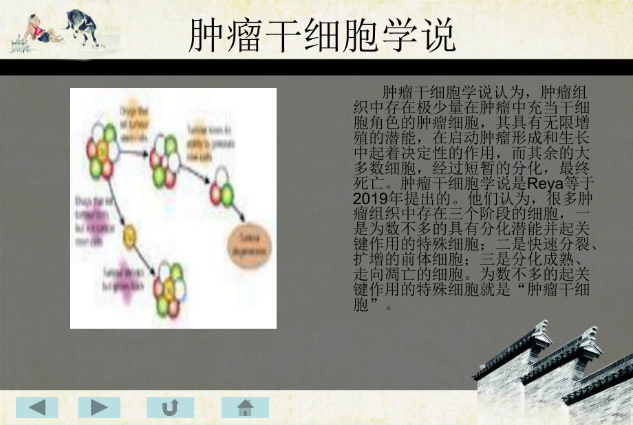 肿瘤肝细胞简介课件.ppt_第3页