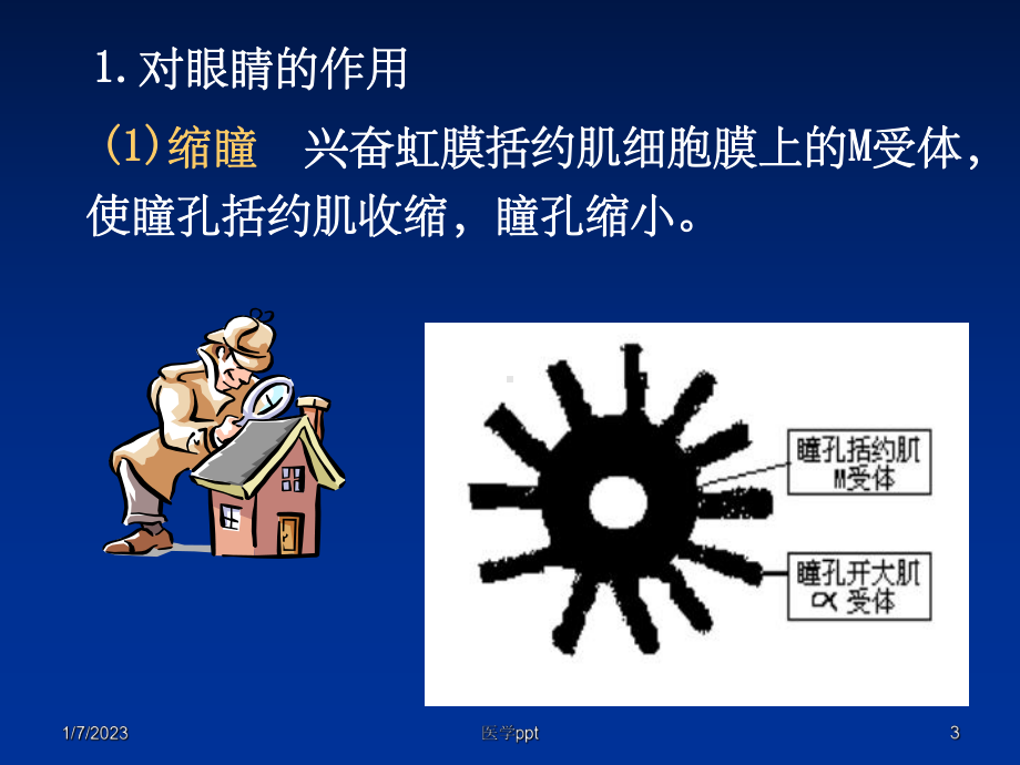 西医药理学第3章胆碱受体激动药课件.ppt_第3页