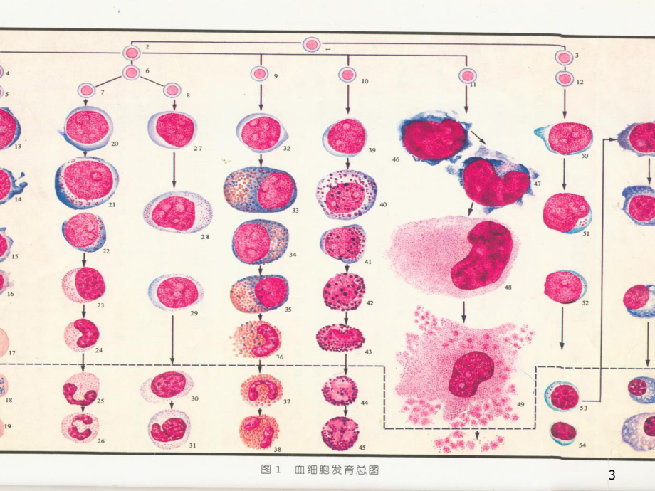 网织红细胞计数(课堂)课件.ppt_第3页