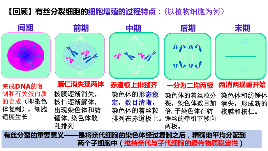 2－1减数分裂与受精作用ppt课件-2022新人教版（2019）《高中生物》必修第二册.pptx_第3页