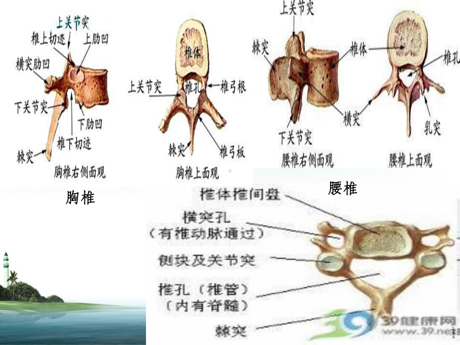 脊髓损伤截瘫平面的评估课件1.ppt_第3页