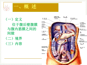 麻醉解剖学腹膜后隙PPT课件.pptx