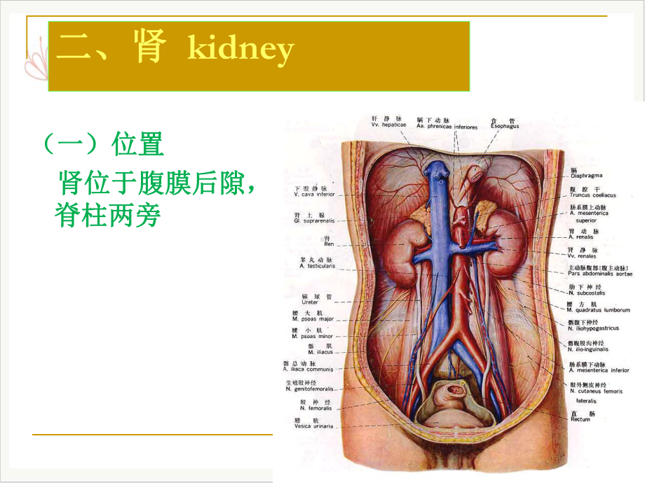 麻醉解剖学腹膜后隙PPT课件.pptx_第2页