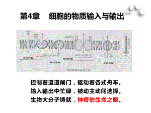 4－1　被动运输ppt课件-2022新人教版（2019）《高中生物》必修第一册.pptx