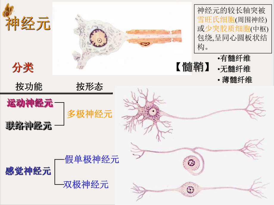 神经解剖之总论脊髓课件.pptx_第1页