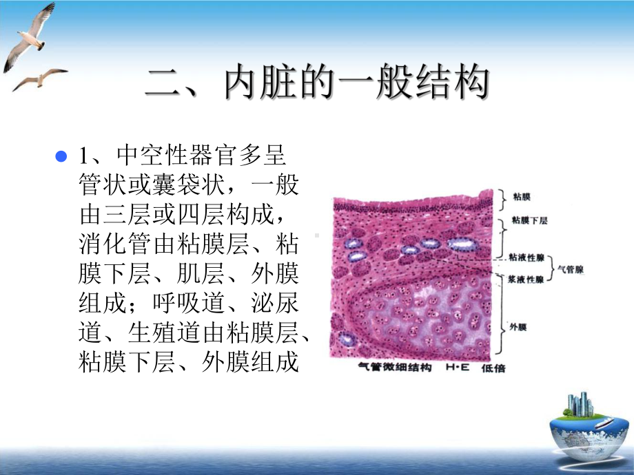 组织学与解剖学消化系统培训讲义课件.ppt_第3页