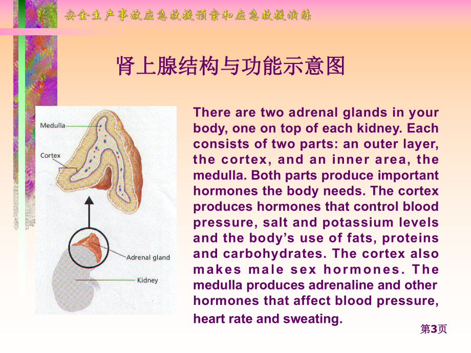 肾上腺皮质激素2课件.ppt_第3页