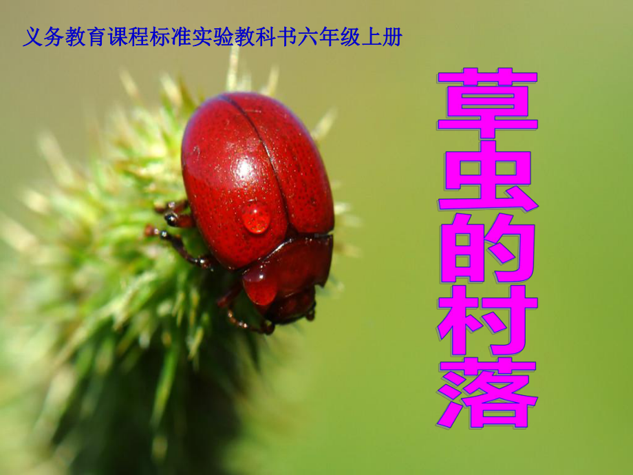 草虫的村落课件.ppt_第1页