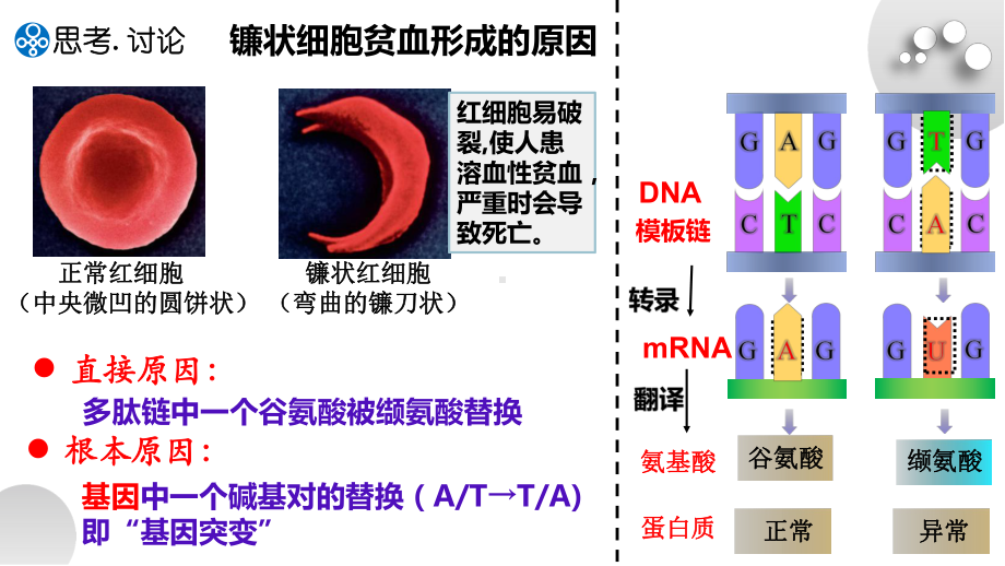 5－1基因突变和基因重组 - 副本ppt课件-2022新人教版（2019）《高中生物》必修第二册.pptx_第2页