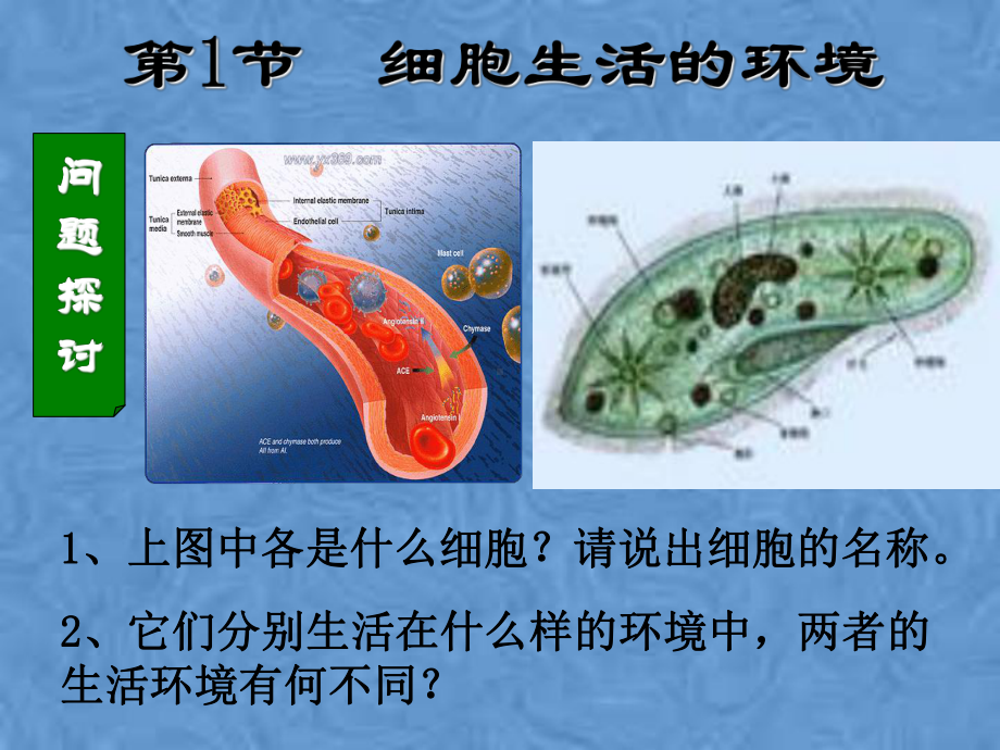 细胞生活的环境(正式)课件.pptx_第2页