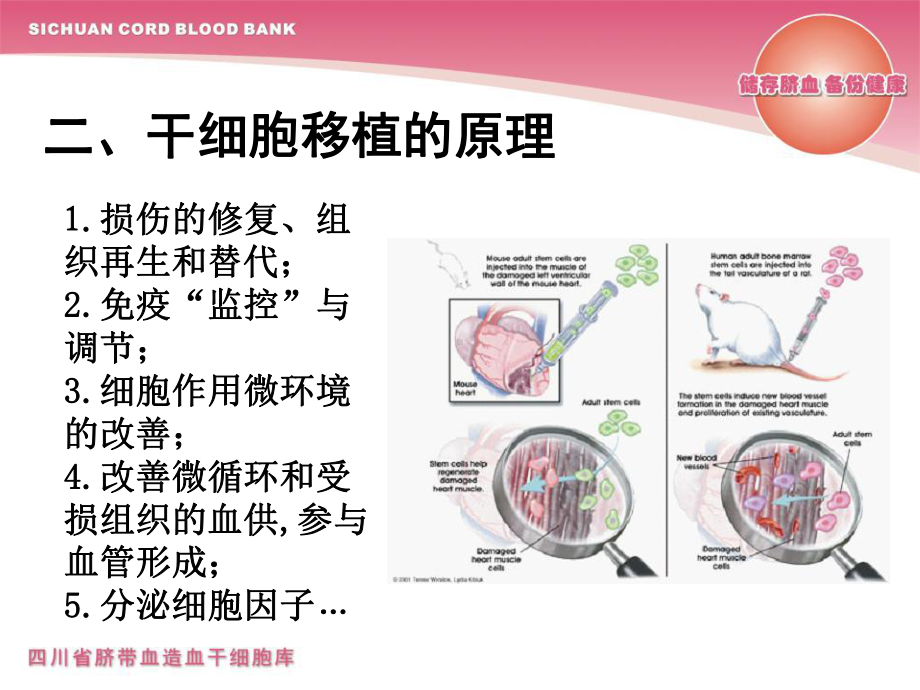 脐带血干细胞的临床应用课件.ppt_第2页