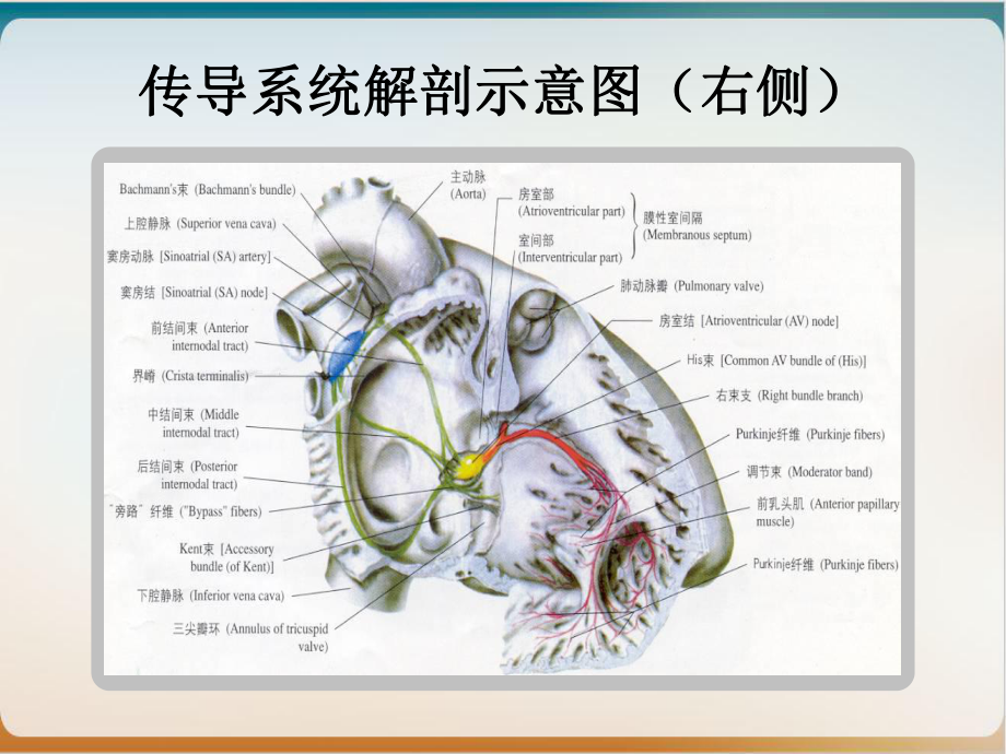 缓慢心律失常的快速识别及起搏器植入适应征课件.ppt_第3页