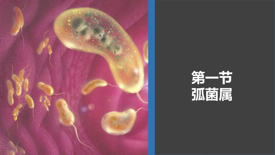 病原生物学与免疫学-第八章课件.ppt_第3页