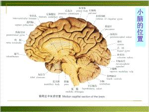 神经系统小脑端脑课件.pptx