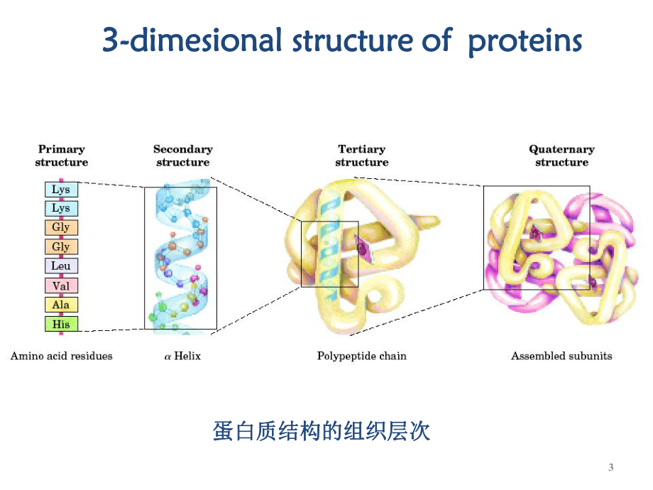 第5章蛋白质的三维结构课件.ppt_第3页