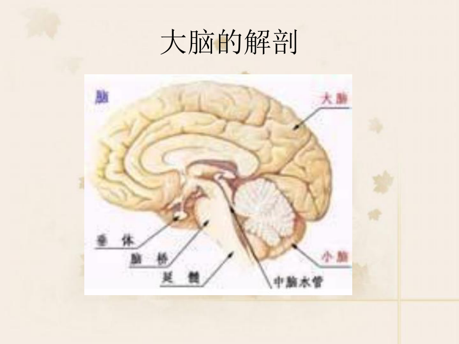 脑震荡疾病护理查房(同名951)课件.ppt_第3页